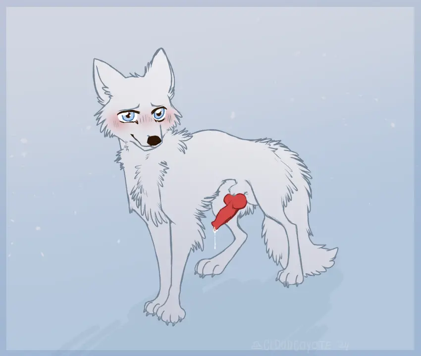 Image blush,hi_res,solo,blue_eyes,male,penis,male_only,canid,canine,canis,fur,genitals,mammal,wolf,white_body,animal_genitalia,animal_penis,canine_genitalia,canine_penis,knot,white_fur,feral,feral_only,arctic_wolf,cloudcoyote