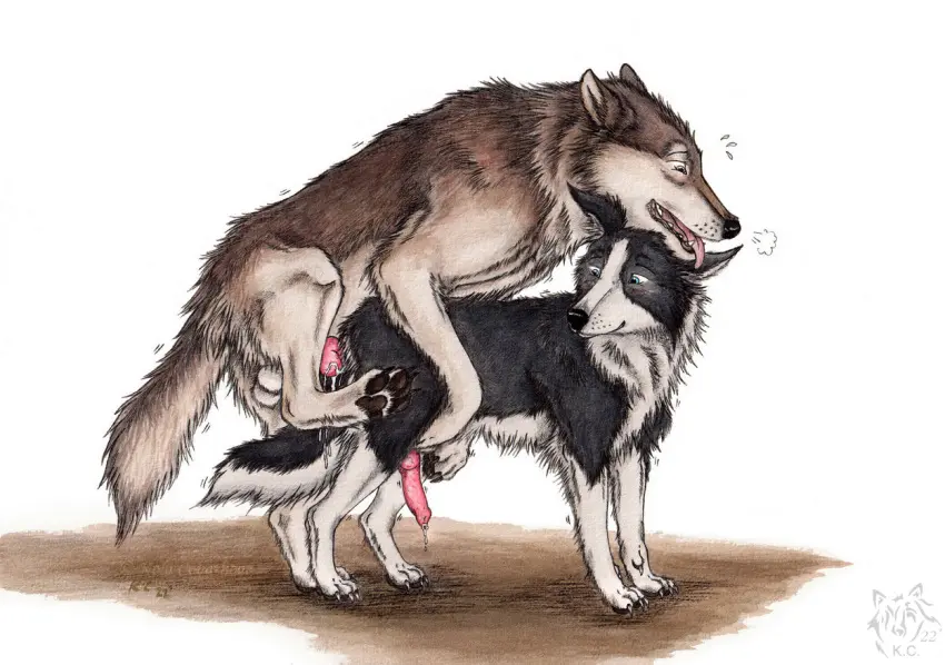 Image solo,male,penis,sex,anal,anal_sex,male/male,balls,penetration,2022,canid,canine,canis,domestic_dog,genitals,mammal,wolf,male_penetrating,animal_genitalia,animal_penis,canine_genitalia,canine_penis,knot,feral,male_penetrated,male_penetrating_male,feral_on_feral,feral_penetrating,border_collie,collie,herding_dog,pastoral_dog,sheepdog,feral_penetrated,feral_penetrating_feral,kola_(artist)
