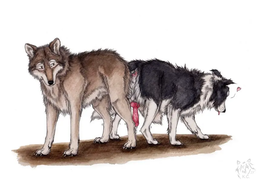Image 2023,male,penis,sex,duo,anal,anal_sex,male/male,balls,anus,penetration,canid,canine,canis,domestic_dog,genitals,mammal,wolf,male_penetrating,animal_genitalia,animal_penis,canine_genitalia,canine_penis,knot,feral,male_penetrated,male_penetrating_male,feral_on_feral,feral_penetrating,border_collie,collie,herding_dog,pastoral_dog,sheepdog,knotting,knotting_position,ass_to_ass,feral_penetrated,anal_knotting,feral_penetrating_feral,kola_(artist)